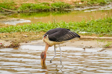 Marabou stork (Leptoptilos crumeniferus), Queen Elizabeth National Park, Uganda.