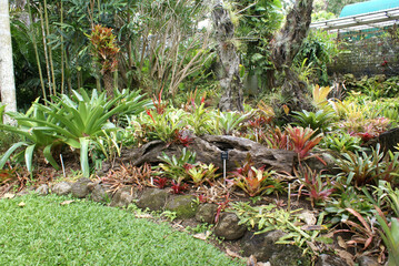 Tropical garden with many different varieties of colourful bromeliads and epiphytes