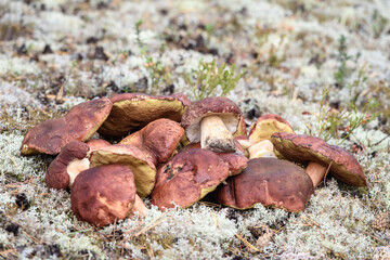Large boletus with red hat and thick leg cut by mushroom picker on white moss in pine forest.