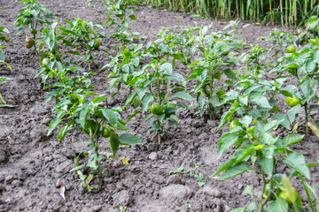 Green pepper grows in the beds in the garden. Farm homestead with agricultural landings. Plants of vegetables, close up view.