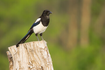 Magpie (Pica pica) or Eurasian magpie or common magpie, a resident black white and blue corvid bird widespread in Europe, intelligent omnivorous crow bird in Corvidae family