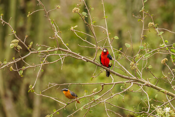 Double-toothed barbet (Lybius bidentatus) in a tree, Queen Elizabeth National Park, Uganda.