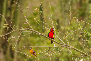 Double-toothed barbet (Lybius bidentatus) in a tree, Queen Elizabeth National Park, Uganda.