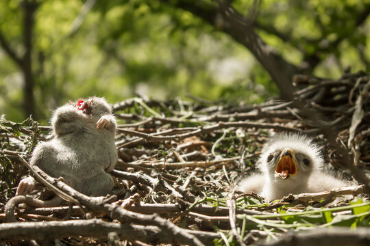Common buzzard chick in the nest, Buteo buteo buzzard fledgling feeding with a rodent, rat prey in the buzzard nest, photo taken by climbing on the tree in natural habitat