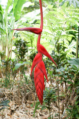 Red waxy hanging or pendula heliconia flower
