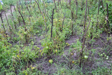 Green tomatoes grows in the beds in the garden. Farm homestead with agricultural landings. Plants of vegetables.