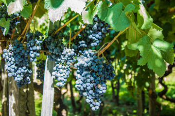 bunches of grapes in the vineyards