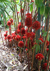 Red Indonesian Wax Plant, Tapeinochilos ananassae