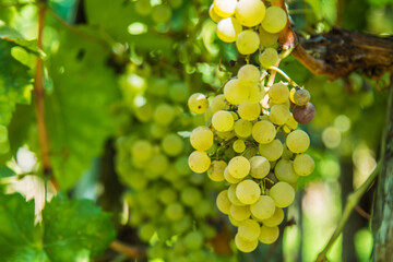 bunches of grapes in the vineyards