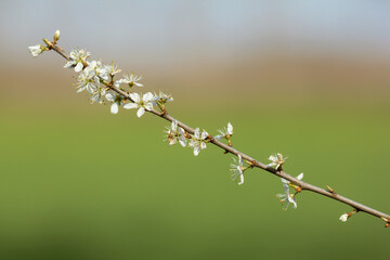 Prunus spinosa or blackthorn or sloe, a species of flowering plant in the rose family Rosaceae native to Europe, widespread white flowering early spring large deciduous shrub bush or small tree growin