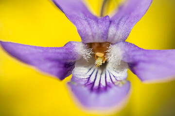 Wood violet (Viola odorata) or sweet violet, English violet, common or garden violet native to Europe, hardy herbaceous flowering perennial with scented flowers and heart shaped leaf