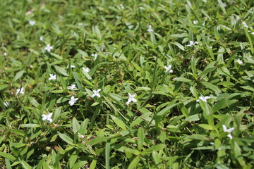 メリケンムグラの白い花