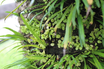 Obraz premium ヤシの木とマメヅタ