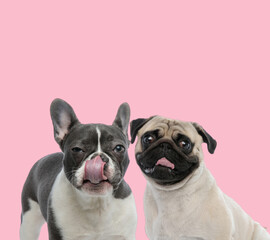 team of french bulldog and pug panting