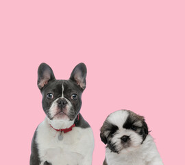 team of french bulldog and shih tzu