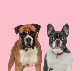 team of boxer and french bulldog on pink background