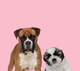 team of boxer and shih tzu on pink background