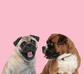 Obraz premium team of pug and boxer sticking out tongue