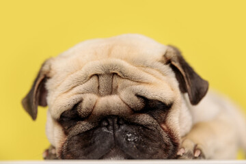 asleep little pug dog lying down against yellow background