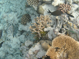 DIGITAL CAMERA, Fische, Ozean, fishes, corals, Korallen, Unterwasserwelt, Vielfalt, Wasser, Reisen, bunt