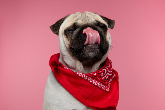 pug dog with closed eyes licking his nose - Powered by Adobe
