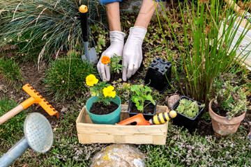 Woman is planting marigolds (tagetes) seedlings in the rockery, worker cares about flowers in the...