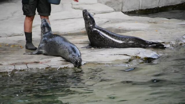 Harbor seal feeding in zoo