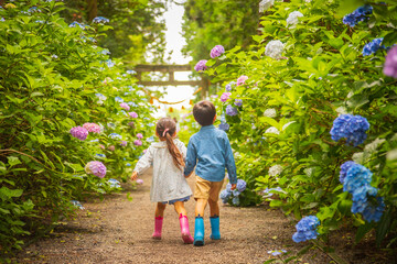 あじさい畑を散歩する二人の子供