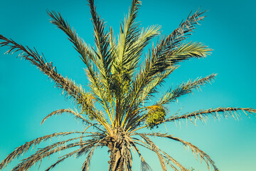 green date palm tree against blue sky with unripe dates. vacations concept