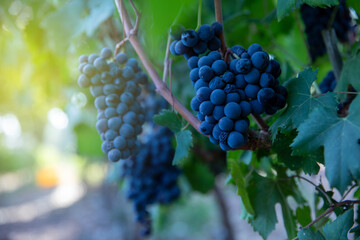 Grapes Wineries. Ripe dark purple grapes on vines tree at wine harvest time on a green background on a vineyard.