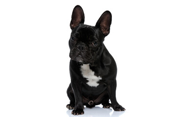 Angry French Bulldog puppy looking forward and being tough,