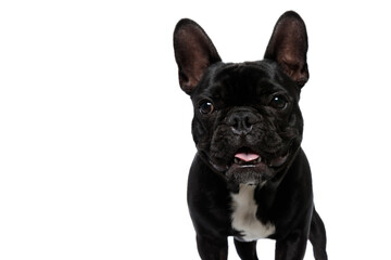 Happy French Bulldog puppy looking forward and panting
