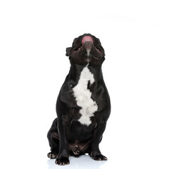 Naklejka premium Curious French Bulldog puppy looking up