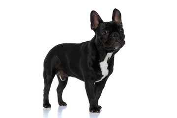 Lovely French Bulldog puppy looking forward while standing