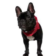 Curious French Bulldog wearing bandana, looking forward and standing