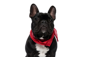 Brave French Bulldog puppy looking forward and wearing bandana