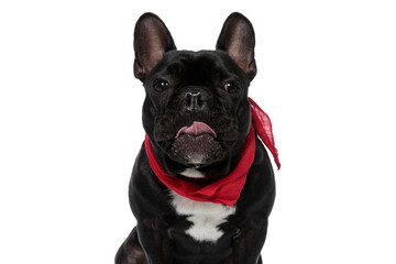 Clumsy French Bulldog puppy wearing bandana and panting