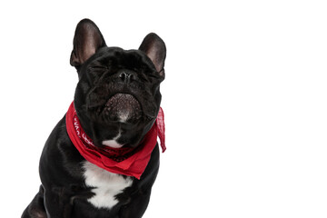 Positve French Bulldog puppy wearing bandana and dreaming