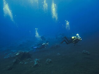 Underwater Photo of Eel Garden. From a scuba dive off the coast of the island El Hierro in the Atlantic Ocean - Canary Islands - Spain.