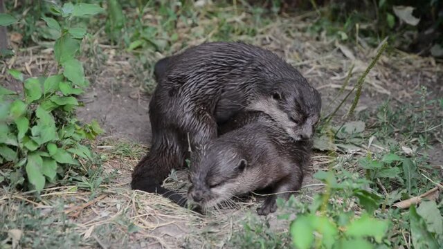 Otters Lutra Lutra mating having sex in nature