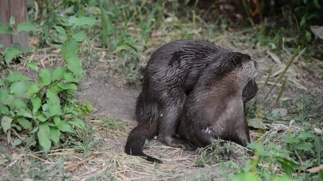 Otters Lutra Lutra mating having sex in nature