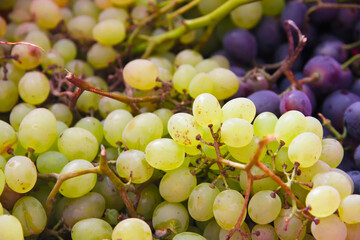 Green grapes . Large bunch of fresh fruit with green leaves and white backgrounds