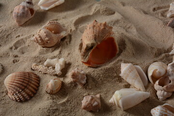 Fototapeta na wymiar Sea shells on a sea wave color background with sand. Summer vacation concept.