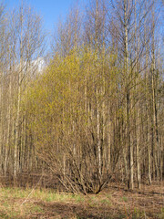 spring landscape in deciduous forest