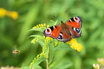Pfauenauge und Biene