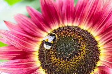 Hummel auf der Sonnenblume