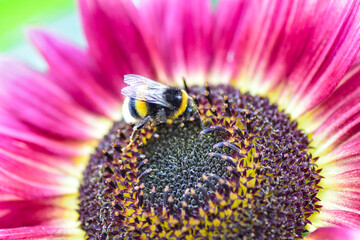 Hummel auf der Sonnenblume