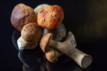 Forest edible boletus mushrooms in the studio close-up.