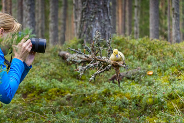 Young woman trekking among trees and taking pictures with camera. middle age woman photographer taking picture in autumn forest. Nature photography.