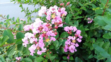 pink and white flowers